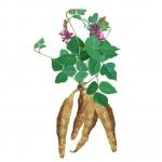 Radix Puerariae Extract
